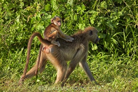 Africa;African;African-animals;African-wildlife;animal;animals;babies;baboon;baboons;baby;Botswana;Cape-baboon;Cape-baboons;Chacma-baboon;Chacma-baboons;Chobe-N.P.;Chobe-National-Park;Chobe-NP;game-drive;game-park;game-parks;game-reserve;game-reserves;game-viewing;Gray_footed-chacma-baboon;infant;infants;juvenile;juveniles;mammal;mammals;monkey;monkeys;national-park;national-parks;natural;nature;Papio-ursinus;Papio-ursinus-griseipes;primate;primates;Republic-of-South-Africa;reserve;reserves;safari;safaris;South-Africa;South-African-Republic;Southern-Africa;wild;wilderness;wildlife;wildlife-park;wildlife-parks;wildlife-reserve;wildlife-reserves;young