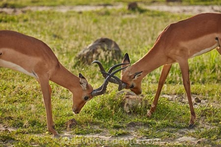 Aepyceros-melampus;Aepyceros-melampus-melampus;Africa;African;African-animals;African-wildlife;animal;animals;antelope;antelopes;Botswana;Chobe-N.P.;Chobe-National-Park;Chobe-NP;fight;fighting;game-drive;game-park;game-parks;Game-Reserve;game-reserves;game-viewing;horns;impala;impalas;make;male;male-impala;male-impalas;males;mammal;mammals;national-park;national-parks;natural;nature;park;parks;play-fight;play-fighting;reserve;reserves;safari;safaris;Southern-Africa;widlife-parks;wild;wilderness;wildlife;wildlife-park;wildlife-parks;wildlife-reserve;wildlife-reserves