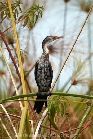 Africa;African;Animal;animals;avian;bird;bird-spotting;bird-watching;bird_watching;birds;Botswana;Chobe-N.P.;Chobe-National-Park;Chobe-NP;cormorant;cormorants;eco-tourism;eco_tourism;ecotourism;Fauna;Kasane;Microcarbo-africanus;national-park;national-parks;Natural;Nature;Ornithology;Reed-cormorant;Reed-cormorants;reserve;reserves;safari;safaris;Southern-Africa;wild;wilderness;wildlife;wildlife-park;wildlife-parks;wildlife-reserve;wildlife-reserves