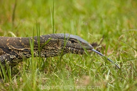 Africa;African;Botswana;Chobe-N.P.;Chobe-National-Park;Chobe-NP;game-drive;game-park;game-parks;game-reserve;game-reserves;game-viewing;Kasane;leguaan;leguaans;lizard;lizards;monitor-lizard;monitor-lizards;national-park;national-parks;natural;nature;Nile-monitor;Nile-monitors;reptile;reptiles;reserve;reserves;river-leguaan;river-leguaans;safari;safaris;Southern-Africa;Varanidae;Varanus-niloticus;water-leguaan;water-leguaans;water-monitor;water-monitor-lizard;water-monitor-lizards;water-monitors;wild;wilderness;wildlife;wildlife-park;wildlife-parks;wildlife-reserve;wildlife-reserves