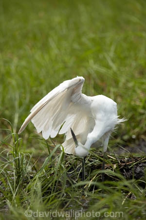 Africa;African;Animal;animals;avian;bird;bird-spotting;bird-watching;bird_watching;birds;Botswana;Chobe-N.P.;Chobe-National-Park;Chobe-NP;eco-tourism;eco_tourism;ecotourism;Egret;Egrets;Egretta-garzetta;Fauna;heron;herons;Kasane;Little-Egret;Little-Egrets;national-park;national-parks;Natural;Nature;Ornithology;reserve;reserves;safari;safaris;Southern-Africa;wild;wilderness;wildlife;wildlife-park;wildlife-parks;wildlife-reserve;wildlife-reserves