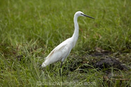 Africa;African;Animal;animals;avian;bird;bird-spotting;bird-watching;bird_watching;birds;Botswana;Chobe-N.P.;Chobe-National-Park;Chobe-NP;eco-tourism;eco_tourism;ecotourism;Egret;Egrets;Egretta-garzetta;Fauna;heron;herons;Kasane;Little-Egret;Little-Egrets;national-park;national-parks;Natural;Nature;Ornithology;reserve;reserves;safari;safaris;Southern-Africa;wild;wilderness;wildlife;wildlife-park;wildlife-parks;wildlife-reserve;wildlife-reserves