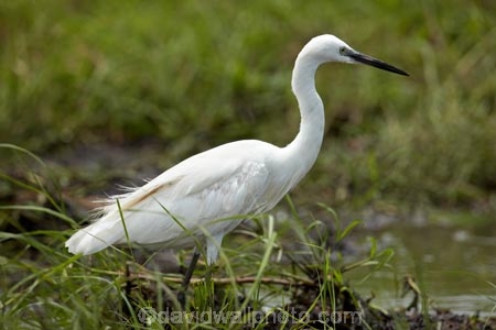 Africa;African;Animal;animals;avian;bird;bird-spotting;bird-watching;bird_watching;birds;Botswana;Chobe-N.P.;Chobe-National-Park;Chobe-NP;eco-tourism;eco_tourism;ecotourism;Egret;Egrets;Egretta-garzetta;Fauna;heron;herons;Kasane;Little-Egret;Little-Egrets;national-park;national-parks;Natural;Nature;Ornithology;reserve;reserves;safari;safaris;Southern-Africa;wild;wilderness;wildlife;wildlife-park;wildlife-parks;wildlife-reserve;wildlife-reserves