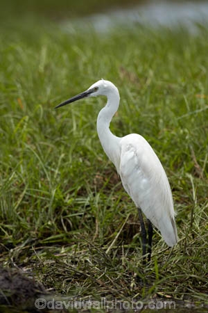 Africa;African;Animal;animals;avian;bird;bird-spotting;bird-watching;bird_watching;birds;Botswana;Chobe-N.P.;Chobe-National-Park;Chobe-NP;eco-tourism;eco_tourism;ecotourism;Egret;Egrets;Egretta-garzetta;Fauna;heron;herons;Kasane;Little-Egret;Little-Egrets;national-park;national-parks;Natural;Nature;Ornithology;reserve;reserves;safari;safaris;Southern-Africa;wild;wilderness;wildlife;wildlife-park;wildlife-parks;wildlife-reserve;wildlife-reserves