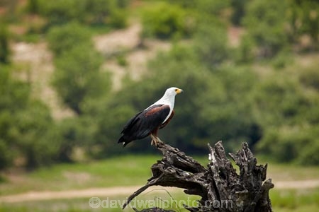 Africa;African-fish-eagle;African-fish-eagles;Animal;animals;avian;bird;bird-of-prey;bird-spotting;bird-watching;bird_of_prey;bird_watching;birds;birds-of-prey;birds_of_prey;Botswana;Chobe-N.P.;Chobe-National-Park;Chobe-NP;eagle;eagles;eco-tourism;eco_tourism;ecotourism;Fauna;fish-eagle;fish-eagles;flight;fly;flying;Haliaeetus-vocifer;Kasane;N.T.;national-park;national-parks;natural;Nature;Ornithology;raptor;raptors;reserve;reserves;safari;safaris;Southern-Africa;wild;wilderness;wildlife;wildlife-park;wildlife-parks;wildlife-reserve;wildlife-reserves;Wing