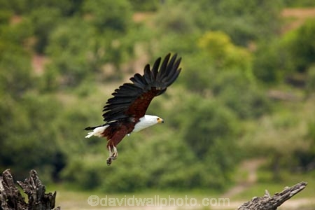 Africa;African-fish-eagle;African-fish-eagles;Animal;animals;avian;bird;bird-of-prey;bird-spotting;bird-watching;bird_of_prey;bird_watching;birds;birds-of-prey;birds_of_prey;Botswana;Chobe-N.P.;Chobe-National-Park;Chobe-NP;eagle;eagles;eco-tourism;eco_tourism;ecotourism;Fauna;fish-eagle;fish-eagles;flight;fly;flying;Haliaeetus-vocifer;Kasane;N.T.;national-park;national-parks;natural;Nature;Ornithology;raptor;raptors;reserve;reserves;safari;safaris;Southern-Africa;wild;wilderness;wildlife;wildlife-park;wildlife-parks;wildlife-reserve;wildlife-reserves;Wing