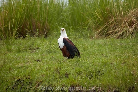 Africa;African-fish-eagle;African-fish-eagles;Animal;animals;avian;bird;bird-of-prey;bird-spotting;bird-watching;bird_of_prey;bird_watching;birds;birds-of-prey;birds_of_prey;Botswana;Chobe-N.P.;Chobe-National-Park;Chobe-NP;eagle;eagles;eco-tourism;eco_tourism;ecotourism;Fauna;fish-eagle;fish-eagles;flight;fly;flying;Haliaeetus-vocifer;Kasane;N.T.;national-park;national-parks;natural;Nature;Ornithology;raptor;raptors;reserve;reserves;safari;safaris;Southern-Africa;wild;wilderness;wildlife;wildlife-park;wildlife-parks;wildlife-reserve;wildlife-reserves;Wing