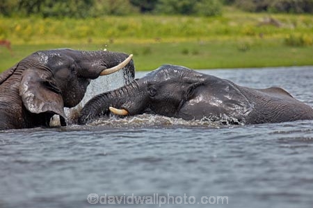 Africa;African;African-elephant;African-elephants;agression;agressive;animal;animals;Botswana;Chobe-N.P.;Chobe-National-Park;Chobe-NP;Chobe-River;Chobe-River-Front;Chobe-River-Front-Region;Chobe-River-Region;Chobe-waterfront;elephant;elephants;fight;fighting;Kasane;Loxodonta-africana;mammal;mammals;national-park;national-parks;natural;nature;pachyderm;pachyderms;reserve;reserves;river;rivers;safari;safaris;Southern-Africa;tusk;tusks;water;wild;wilderness;wildlife;wildlife-park;wildlife-parks;wildlife-reserve;wildlife-reserves