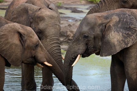 Africa;African-elephant;African-elephants;animal;animals;Botswana;elephant;Elephants;Kasane;Loxodonta-africana;mammal;mammals;national-park;national-parks;natural;nature;pachyderm;pachyderms;reserve;reserves;safari;safaris;Senyati;Senyati-Safari-Camp;Southern-Africa;water;waterhole;waterholes;wild;wilderness;wildlife;wildlife-park;wildlife-parks;wildlife-reserve;wildlife-reserves