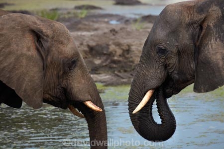Africa;African-elephant;African-elephants;animal;animals;Botswana;elephant;Elephants;Kasane;Loxodonta-africana;mammal;mammals;national-park;national-parks;natural;nature;pachyderm;pachyderms;reserve;reserves;safari;safaris;Senyati;Senyati-Safari-Camp;Southern-Africa;water;waterhole;waterholes;wild;wilderness;wildlife;wildlife-park;wildlife-parks;wildlife-reserve;wildlife-reserves