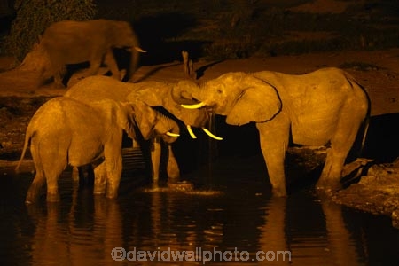 Africa;African-elephant;African-elephants;animal;animals;Botswana;dark;drink;drinking;elephant;elephants;evening;floodlighting;floodlit;Kasane;Loxodonta-africana;mammal;mammals;national-park;national-parks;natural;nature;night;night-time;pachyderm;pachyderms;reserve;reserves;safari;safaris;Senyati;Senyati-Safari-Camp;Southern-Africa;water;waterhole;waterholes;wild;wilderness;wildlife;wildlife-park;wildlife-parks;wildlife-reserve;wildlife-reserves