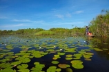 Africa;aquatic-plant;aquatic-plants;boat;boats;Botswana;canoe;canoes;Cyperaceae;Cyperus-papyrus;delta;deltas;dugout;dugout-canoe;dugout-canoes;dugouts;Endorheic-basin;inland-delta;internal-drainage-systems;lily-pad;lily-pads;logboat;makoro;makoros;mekoro;mekoros;mokoro;mokoro-safari;mokoros;monoxylon;Nymphaeaceae;Okavango;Okavango-Delta;Okavango-Swamp;paper-reed;paper-reeds;papyrus-reed;papyrus-reeds;papyrus-sedge;pirogue;pirogues;plant;plants;reed;reeds;river-delta;Seven-Natural-Wonders-of-Africa;Southern-Africa;water-lilies;water-lily;water-lily-pad;water-lily-pads;water-plant;water_lilies;water_lily;waterlilies;waterlily;waterlily-pad;waterlily-pads;waterplants