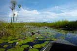 Africa;aquatic-plant;aquatic-plants;boat;boats;Botswana;canoe;canoes;Cyperaceae;Cyperus-papyrus;delta;deltas;dugout;dugout-canoe;dugout-canoes;dugouts;Endorheic-basin;inland-delta;internal-drainage-systems;lily-pad;lily-pads;logboat;makoro;makoros;mekoro;mekoros;mokoro;mokoro-safari;mokoros;monoxylon;Nymphaeaceae;Okavango;Okavango-Delta;Okavango-Swamp;paper-reed;paper-reeds;papyrus-reed;papyrus-reeds;papyrus-sedge;pirogue;pirogues;plant;plants;reed;reeds;river-delta;Seven-Natural-Wonders-of-Africa;Southern-Africa;water-lilies;water-lily;water-lily-pad;water-lily-pads;water-plant;water_lilies;water_lily;waterlilies;waterlily;waterlily-pad;waterlily-pads;waterplants
