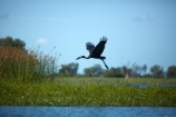 Africa;African;African-Open-bill-stork;African-openbill;African-Openbill-stork;African-openbills;Anastomus-lamelligerus;Animal;animals;avian;bird;bird-spotting;bird-watching;bird_watching;birds;Botswana;eco-tourism;eco_tourism;ecotourism;Fauna;Natural;Nature;Okavango;Okavango-Delta;Okavango-Swamp;Open-bill-stork;openbill;openbills;Ornithology;safari;safaris;Southern-Africa;stork;storks;wild;wildlife