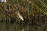 Africa;animal;animals;aquatic-plant;aquatic-plants;Ardeola-ralloides;avian;bird;bird-spotting;bird-watching;bird_watching;birds;Botswana;Cyperaceae;Cyperus-papyrus;delta;deltas;eco-tourism;eco_tourism;ecotourism;Endorheic-basin;Fauna;Heron;Herons;inland-delta;internal-drainage-systems;Natural;Nature;Okavango;Okavango-Delta;Okavango-Swamp;Ornithology;paper-reed;paper-reeds;papyrus-reed;papyrus-reeds;papyrus-sedge;plant;plants;reed;reeds;river-delta;Seven-Natural-Wonders-of-Africa;Southern-Africa;Squacco-Heron;Squacco-Herons;water-plant;waterplants;wild;wildlife