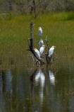 Africa;animal;animals;avian;bird;bird-spotting;bird-watching;bird_watching;birds;Botswana;Bubulcus-ibis;calm;Cattle-Egrets;delta;deltas;eco-tourism;eco_tourism;ecotourism;egret;egrets;Endorheic-basin;Fauna;inland-delta;internal-drainage-systems;Natural;Nature;Okavango;Okavango-Delta;Okavango-Swamp;Ornithology;placid;quiet;reflected;reflection;reflections;river-delta;serene;Seven-Natural-Wonders-of-Africa;smooth;Southern-Africa;still;tranquil;water;white;wild;wildlife