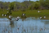 Africa;animal;animals;avian;bird;bird-spotting;bird-watching;bird_watching;birds;Blacksmith-Lapwing;Blacksmith-Lapwings;Blacksmith-Plover;Blacksmith-Plovers;Botswana;calm;delta;deltas;eco-tourism;eco_tourism;ecotourism;Endorheic-basin;Fauna;inland-delta;internal-drainage-systems;Lapwing;Lapwings;Natural;Nature;Okavango;Okavango-Delta;Okavango-Swamp;Ornithology;placid;Plover;Plovers;quiet;reflected;reflection;reflections;river-delta;serene;Seven-Natural-Wonders-of-Africa;smooth;Southern-Africa;still;tranquil;Vanellus-armatus;water;wild;wildlife