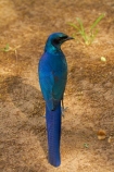 Africa;animal;animals;avian;bird;bird-spotting;bird-watching;bird_watching;birds;Botswana;eco-tourism;eco_tourism;ecotourism;Fauna;glossy-starling;glossy-starlings;iridescent-blue;iridescent-green;iridescent-purple;Long_tailed-Purple-Starling;Long_tailed-Starling;Long_Tailed-starlings;Longtailed-Glossy-Starling;Longtailed-Starling;Meves-Glossy-Starling;Meves-Long_tailed-Glossy-Starling;Meves-Long_tailed-Starling;Meves-Longtailed-Starling;Meves-Starling;Mevess-Glossy-Starling;Mevess-Long_tailed-Glossy-Starling;Mevess-Long_tailed-Purple-Starling;Mevess-Long_tailed-Starling;Mevess-Starling;Mevess-Starlings;Natural;Nature;Okavango-Delta;Ornithology;Southern-Africa;Southern-Long_tailed-Glossy-Starling;Southern-Long_tailed-Starling;starling;starlings;wild;wildlife