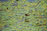 Africa;animal;animals;aquatic-plant;aquatic-plants;avian;bird;bird-spotting;bird-watching;bird_watching;birds;Botswana;delta;deltas;eco-tourism;eco_tourism;ecotourism;Endorheic-basin;Fauna;inland-delta;internal-drainage-systems;Jesus-bird;Jesus-birds;lily-pad;lily-pads;lily-trotter;lily-trotters;Natural;Nature;Nymphaeaceae;Okavango;Okavango-Delta;Okavango-Swamp;Ornithology;plant;plants;river-delta;Seven-Natural-Wonders-of-Africa;Southern-Africa;wader;waders;water-bird;water-birds;water-lilies;water-lily;water-lily-pad;water-lily-pads;water_lilies;water_lily;waterlilies;waterlily;waterlily-pad;waterlily-pads;wild;wildlife