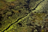 aerial;aerial-image;aerial-images;aerial-photo;aerial-photograph;aerial-photographs;aerial-photography;aerial-photos;aerial-view;aerial-views;aerials;Africa;aquatic-plant;aquatic-plants;Botswana;chanel;chanels;delta;deltas;Endorheic-basin;flood-plain;flood-plains;flood_plain;flood_plains;floodplain;floodplains;inland-delta;internal-drainage-systems;Nymphaeaceae;Okavango;Okavango-Delta;Okavango-Swamp;plain;plains;plant;plants;river;river-delta;rivers;Seven-Natural-Wonders-of-Africa;Southern-Africa;stream;streams;swamp;swampland;swamps;water;water-lilies;water-lily;water_lilies;water_lily;waterlilies;waterlily;channel;channels;