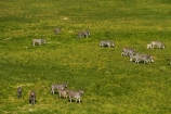 aerial;aerial-image;aerial-images;aerial-photo;aerial-photograph;aerial-photographs;aerial-photography;aerial-photos;aerial-view;aerial-views;aerials;Africa;animal;animals;Botswana;Burchells-zebra;delta;deltas;Endorheic-basin;Equus-quagga;Equus-quagga-burchellii;flood-plain;flood-plains;flood_plain;flood_plains;floodplain;floodplains;inland-delta;internal-drainage-systems;mammal;mammals;Okavango;Okavango-Delta;Okavango-Swamp;plain;plains;Plains-zebra;river-delta;Seven-Natural-Wonders-of-Africa;Southern-Africa;wildlife;Zebra;zerbras