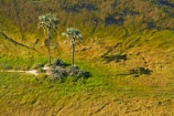 aerial;aerial-image;aerial-images;aerial-photo;aerial-photograph;aerial-photographs;aerial-photography;aerial-photos;aerial-view;aerial-views;aerials;Africa;Botswana;delta;deltas;Endorheic-basin;inland-delta;internal-drainage-systems;Okavango;Okavango-Delta;Okavango-Swamp;palm;palm-tree;palm-trees;palms;river-delta;Seven-Natural-Wonders-of-Africa;Southern-Africa;tree;trees
