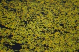 aerial;aerial-image;aerial-images;aerial-photo;aerial-photograph;aerial-photographs;aerial-photography;aerial-photos;aerial-view;aerial-views;aerials;Africa;aquatic-plant;aquatic-plants;Botswana;delta;deltas;Endorheic-basin;flood-plain;flood-plains;flood_plain;flood_plains;floodplain;floodplains;inland-delta;internal-drainage-systems;Nymphaeaceae;Okavango;Okavango-Delta;Okavango-Swamp;plain;plains;plant;plants;river-delta;Seven-Natural-Wonders-of-Africa;Southern-Africa;swamp;swampland;swamps;water-lilies;water-lily;water_lilies;water_lily;waterlilies;waterlily