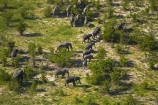aerial;aerial-image;aerial-images;aerial-photo;aerial-photograph;aerial-photographs;aerial-photography;aerial-photos;aerial-view;aerial-views;aerials;Africa;African-bush-elephant;African-bush-elephants;African-elephant;African-elephants;animal;animals;Botswana;delta;deltas;elephant;elephant-herd;elephants;Endorheic-basin;herd;herd-of-elephant;herds;inland-delta;internal-drainage-systems;Loxodonta-africana;mammal;mammals;Okavango;Okavango-Delta;Okavango-Swamp;pachyderm;pachyderms;river-delta;Seven-Natural-Wonders-of-Africa;Southern-Africa;wildlife