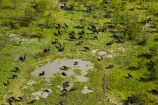 aerial;aerial-image;aerial-images;aerial-photo;aerial-photograph;aerial-photographs;aerial-photography;aerial-photos;aerial-view;aerial-views;aerials;Africa;African-buffalo;African-buffaloes;animal;animals;Botswana;buffalo;buffalo-herd;buffalo-herds;buffaloes;cape-buffalo;cape-buffaloes;delta;deltas;Endorheic-basin;herd;herds;inland-delta;internal-drainage-systems;mammal;mammals;Okavango;Okavango-Delta;Okavango-Swamp;river-delta;Seven-Natural-Wonders-of-Africa;Southern-Africa;swamp;swampland;swamps;Syncerus-caffer;Syncerus-caffer-caffer;wildlife