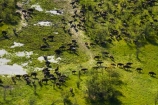 aerial;aerial-image;aerial-images;aerial-photo;aerial-photograph;aerial-photographs;aerial-photography;aerial-photos;aerial-view;aerial-views;aerials;Africa;African-buffalo;African-buffaloes;animal;animals;Botswana;buffalo;buffalo-herd;buffalo-herds;buffaloes;cape-buffalo;cape-buffaloes;delta;deltas;Endorheic-basin;flood-plain;flood-plains;flood_plain;flood_plains;floodplain;floodplains;herd;herds;inland-delta;internal-drainage-systems;mammal;mammals;Okavango;Okavango-Delta;Okavango-Swamp;plain;plains;river-delta;Seven-Natural-Wonders-of-Africa;Southern-Africa;stampede;stampedes;swamp;swampland;swamps;Syncerus-caffer;Syncerus-caffer-caffer;wildlife