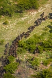 aerial;aerial-image;aerial-images;aerial-photo;aerial-photograph;aerial-photographs;aerial-photography;aerial-photos;aerial-view;aerial-views;aerials;Africa;African-buffalo;African-buffaloes;animal;animals;Botswana;buffalo;buffalo-herd;buffalo-herds;buffaloes;cape-buffalo;cape-buffaloes;delta;deltas;Endorheic-basin;herd;herds;inland-delta;internal-drainage-systems;mammal;mammals;Okavango;Okavango-Delta;Okavango-Swamp;river-delta;Seven-Natural-Wonders-of-Africa;Southern-Africa;stampede;stampedes;Syncerus-caffer;Syncerus-caffer-caffer;wildlife