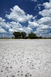 Adansonia;Adansonia-digitata;Africa;alkalii-flat;Baines-Baobabs;Baines-Baobabs;Baines-Baobabs;baobab;baobab-tree;baobab-trees;baobabs;barren;barreness;basin;Botswana;clay-pan;clay-pans;cloud;clouds;depression;desert;deserts;desolate;dry;dry-lake;dry-lake-bed;dry-lake-beds;dry-lakes;empty;endorheric;endorheric-basin;endorheric-basins;endorheric-lake;extreme;flat;geographic;geography;glare;glary;Kudiakam-Pan;lake;lake-bed;lake-beds;lakes;Makgadikgadi-Pan;Makgadikgadi-Pans;national-park;national-parks;Nxai-Pan-N.P.;Nxai-Pan-National-Park;Nxai-Pan-NP;pan;pans;playa;playas;remote;remoteness;rock-salt;sabkha;saline;salt;salt-crust;salt-lake;salt-lakes;salt-pan;salt-pans;salt-rock;salt-rocks;salt_pan;salt_pans;saltpan;saltpans;salty;skies;sky;Southern-Africa;tree;trees;vast;vlei;white;white-surface;wilderness