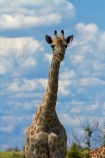 Africa;Angolan-giraffe;animal;animals;Botswana;game-drive;game-viewing;Giraffa-camelopardalis;Giraffa-camelopardalis-angolensis;giraffe;giraffes;mammal;mammals;Namibia;national-park;national-parks;natural;nature;Nxai-Pan-N.P.;Nxai-Pan-National-Park;Nxai-Pan-NP;reserve;reserves;Southern-Africa;tall;wild;wilderness;wildlife