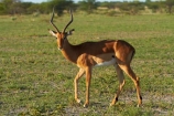 Aepyceros-melampus;Aepyceros-melampus-melampus;Africa;animal;animals;antelope;antelopes;Botswana;Common-impala;game-drive;game-viewing;impala;impalas;male;male-impala;males;mammal;mammals;Namibia;national-park;national-parks;natural;nature;Nxai-Pan-N.P.;Nxai-Pan-National-Park;Nxai-Pan-NP;reserve;reserves;Southern-Africa;wild;wilderness;wildlife