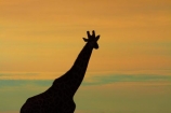 Africa;Angolan-giraffe;animal;animals;Botswana;dusk;evening;game-drive;game-viewing;Giraffa-camelopardalis;Giraffa-camelopardalis-angolensis;giraffe;giraffes;mammal;mammals;Namibia;national-park;national-parks;natural;nature;night;night_time;nightfall;Nxai-Pan-N.P.;Nxai-Pan-National-Park;Nxai-Pan-NP;reserve;reserves;silhouette;silhouettes;Southern-Africa;sunset;sunsets;tall;twilight;wild;wilderness;wildlife