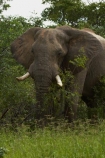 Africa;African-bush-elephant;African-bush-elephants;African-elephant;African-elephants;animal;animals;Botswana;elephant;elephants;ivory;Loxodonta-africana;mammal;mammals;Nata-_-Kasane-Road;pachyderm;pachyderms;Southern-Africa;tusk;tusks;wildlife
