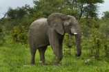 Africa;African-bush-elephant;African-bush-elephants;African-elephant;African-elephants;animal;animals;Botswana;elephant;elephants;Loxodonta-africana;mammal;mammals;Nata-_-Kasane-Road;pachyderm;pachyderms;Southern-Africa;wildlife
