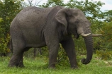 Africa;African-bush-elephant;African-bush-elephants;African-elephant;African-elephants;animal;animals;Botswana;elephant;elephants;ivory;Loxodonta-africana;mammal;mammals;Nata-_-Kasane-Road;pachyderm;pachyderms;Southern-Africa;tusk;tusks;wildlife