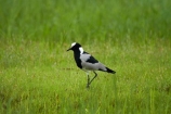 Africa;animal;animals;avian;bird;bird-spotting;bird-watching;bird_watching;birds;Blacksmith-Lapwing;Blacksmith-Lapwings;Blacksmith-Plover;Blacksmith-Plovers;Botswana;Chobe-N.P.;Chobe-National-Park;Chobe-NP;Chobe-River;Chobe-River-boat-trip;Chobe-River-boat-trips;Chobe-River-cruise;Chobe-River-cruises;eco-tourism;eco_tourism;ecotourism;Fauna;Kasane;Lapwing;Lapwings;national-park;national-parks;Natural;Nature;Ornithology;Plover;Southern-Africa;Vanellus-armatus;water;wild;wildlife