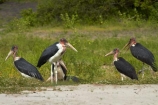 Africa;animal;animals;avian;bird;bird-spotting;bird-watching;bird_watching;birds;Botswana;Chobe-N.P.;Chobe-National-Park;Chobe-NP;Chobe-River;Chobe-River-boat-trip;Chobe-River-boat-trips;Chobe-River-cruise;Chobe-River-cruises;eco-tourism;eco_tourism;ecotourism;Fauna;Kasane;Leptoptilos-crumeniferus;Marabou;Marabou-Stork;Marabou-Storks;Marabous;national-park;national-parks;Natural;Nature;Ornithology;Southern-Africa;Stork;Storks;wild;wildlife