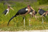 Africa;animal;animals;avian;bird;bird-spotting;bird-watching;bird_watching;birds;Botswana;Chobe-N.P.;Chobe-National-Park;Chobe-NP;Chobe-River;Chobe-River-boat-trip;Chobe-River-boat-trips;Chobe-River-cruise;Chobe-River-cruises;eco-tourism;eco_tourism;ecotourism;Fauna;Kasane;Leptoptilos-crumeniferus;Marabou;Marabou-Stork;Marabou-Storks;Marabous;national-park;national-parks;Natural;Nature;Ornithology;Southern-Africa;Stork;Storks;wild;wildlife