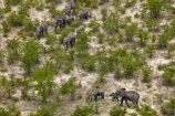 aerial;aerial-image;aerial-images;aerial-photo;aerial-photograph;aerial-photographs;aerial-photography;aerial-photos;aerial-view;aerial-views;aerials;Africa;African;African-bush-elephant;African-bush-elephants;African-elephant;African-elephants;animal;animals;Botswana;delta;deltas;elephant;elephant-herd;elephants;Endorheic-basin;herd;herd-of-elephant;herds;inland-delta;internal-drainage-systems;Loxodonta-africana;mammal;mammals;Okavango;Okavango-Delta;Okavango-Swamp;pachyderm;pachyderms;river-delta;safari;safaris;Seven-Natural-Wonders-of-Africa;Southern-Africa;wildlife