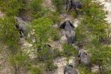 aerial;aerial-image;aerial-images;aerial-photo;aerial-photograph;aerial-photographs;aerial-photography;aerial-photos;aerial-view;aerial-views;aerials;Africa;African;African-bush-elephant;African-bush-elephants;African-elephant;African-elephants;animal;animals;Botswana;delta;deltas;elephant;elephant-herd;elephants;Endorheic-basin;herd;herd-of-elephant;herds;inland-delta;internal-drainage-systems;Loxodonta-africana;mammal;mammals;Okavango;Okavango-Delta;Okavango-Swamp;pachyderm;pachyderms;river-delta;safari;safaris;Seven-Natural-Wonders-of-Africa;Southern-Africa;wildlife
