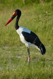 Africa;African;Animal;animals;avian;bird;bird-spotting;bird-watching;bird_watching;birds;Botswana;Ciconiidae;eco-tourism;eco_tourism;ecotourism;Ephippiorhynchus-senegalensis;Fauna;game-park;game-parks;game-reserve;game-reserves;Moremi;Moremi-Game-Reserve;Moremi-Reserve;national-park;national-parks;Natural;Nature;Ornithology;park;parks;reserve;reserves;Saddle-billed-Stork;Saddle-billed-Storks;Saddle_billed-Stork;Saddle_billed-Storks;Saddlebilled-Stork;Saddlebilled-Storks;safari;safaris;Southern-Africa;stork;storks;wading-bird;widlife-parks;wild;wildlife;wildlife-park;wildlife-parks;wildlife-reserve;wildlife-reserves