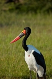 Africa;African;Animal;animals;avian;bird;bird-spotting;bird-watching;bird_watching;birds;Botswana;Ciconiidae;eco-tourism;eco_tourism;ecotourism;Ephippiorhynchus-senegalensis;Fauna;game-park;game-parks;game-reserve;game-reserves;Moremi;Moremi-Game-Reserve;Moremi-Reserve;national-park;national-parks;Natural;Nature;Ornithology;park;parks;reserve;reserves;Saddle-billed-Stork;Saddle-billed-Storks;Saddle_billed-Stork;Saddle_billed-Storks;Saddlebilled-Stork;Saddlebilled-Storks;safari;safaris;Southern-Africa;stork;storks;wading-bird;widlife-parks;wild;wildlife;wildlife-park;wildlife-parks;wildlife-reserve;wildlife-reserves