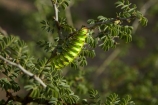 Africa;African;Botswana;caterpillar;caterpillars;Ghanzi;green;green-caterpillar;Heniocha-dyops;Marbled-Emperor-Caterpillar;Southern-Africa