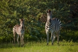 Africa;African;African-wildlife;animal;animals;black-amp;-white;black-and-white;Botswana;Burchells-zebra;Equus-burchellii;Equus-quagga;Equus-quagga-burchellii;game-drive;game-park;game-parks;Game-Reserve;game-reserves;game-viewing;mammal;mammals;Moremi;Moremi-Game-Reserve;Moremi-Reserve;national-park;national-parks;natural;nature;park;parks;reserve;reserves;safari;safaris;Southern-Africa;stripe;stripes;stripped;widlife-parks;wild;wilderness;wildlife;wildlife-park;zebra;zebras