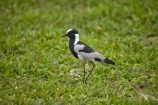 Africa;African;animal;animals;avian;bird;bird-spotting;bird-watching;bird_watching;birds;Blacksmith-Lapwing;Blacksmith-Lapwings;Blacksmith-Plover;Blacksmith-Plovers;Botswana;eco-tourism;eco_tourism;ecotourism;Fauna;game-park;game-parks;Game-Reserve;game-reserves;Lapwing;Lapwings;Moremi;Moremi-Game-Reserve;Moremi-Reserve;national-park;national-parks;Natural;Nature;Ornithology;park;parks;Plover;plovers;reserve;reserves;safari;safaris;Southern-Africa;Vanellus-armatus;water;widlife-parks;wild;wildlife;wildlife-park