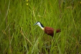 Actophilornis-africanus;Africa;African;African-Jacana;animal;animals;aquatic-plant;aquatic-plants;avian;bird;bird-spotting;bird-watching;bird_watching;birds;Botswana;delta;deltas;eco-tourism;eco_tourism;ecotourism;Endorheic-basin;Fauna;game-park;game-parks;Game-Reserve;game-reserves;inland-delta;internal-drainage-systems;Jesus-bird;Jesus-birds;lily-trotter;lily-trotters;Moremi;Moremi-Game-Reserve;Moremi-Reserve;national-park;national-parks;Natural;Nature;Nymphaeaceae;Okavango;Okavango-Delta;Okavango-Swamp;Ornithology;park;parks;plant;plants;reserve;reserves;river-delta;safari;safaris;Southern-Africa;wader;waders;water-bird;water-birds;widlife-parks;wild;wildlife;wildlife-park