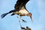 Africa;African;Animal;animals;avian;bird;bird-spotting;bird-watching;bird_watching;birds;Botswana;Chobe-N.P.;Chobe-National-Park;Chobe-NP;Chobe-River;Chobe-River-boat-trip;Chobe-River-boat-trips;Chobe-River-cruise;Chobe-River-cruises;eco-tourism;eco_tourism;ecotourism;Fauna;Kasane;Leptoptilos-crumeniferus;Marabou;Marabou-Stork;Marabou-Storks;Marabous;national-park;national-parks;Natural;Nature;Ornithology;reserve;reserves;safari;safaris;Southern-Africa;Stork;Storks;wild;wilderness;wildlife;wildlife-park;wildlife-parks;wildlife-reserve;wildlife-reserves